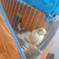 عروس هلندی بالغ جوجه داده|پرنده|رشت, حمیدیان|دیوار