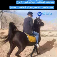 فروش فوری کره مادیون|اسب و تجهیزات اسب‌سواری|تهران, سعادت‌آباد|دیوار