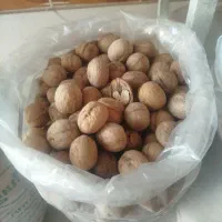گردوی پوست کاغذی بار عالی