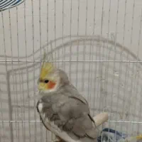 عروس هلندی|پرنده|خرمآباد, |دیوار