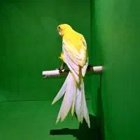 قناری رسمی بلند|پرنده|اندیشه, اندیشه فاز ۲|دیوار