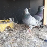 جفت سبزآبادانی|پرنده|بندر ماهشهر, |دیوار