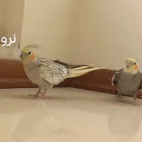 عروس هلندی نروماده|پرنده|مشهد, شهرک شیرین|دیوار