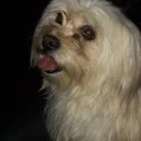 سگ گمشده|سگ|بم, |دیوار