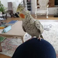 عروس هلندی سخنگو|پرنده|پردیس, فاز ۲|دیوار