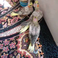 جوجه عروس هلندی مرواریدی