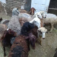 فروش گوسفند زنده با کف قیمت