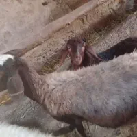 ۳ عدد گوسفند و با بره هایش