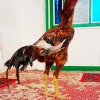 خروس لاری نسل دار