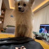 سگ پامرانین گمشده