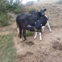 گاو و گوساله