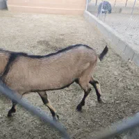 کولار ،نر بز آلپاین