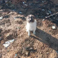 توله ژرمن وقدرجونئِ