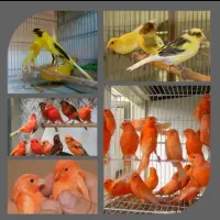 پرورشگاه قناری پرندگان بخون