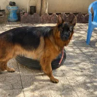 ژرمن شپرد اصیل شولاین نر