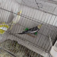 عروس هلندی ، کوتوله برزیلی