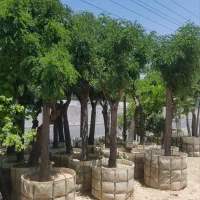 گرفتن پایان کار شهرداری|خدمات باغبانی و درختکاری|تهران, آهنگ|دیوار