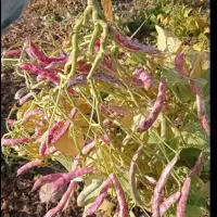 چیتی درشت محصول امسال کشاورز|خوردنی و آشامیدنی|میانه, |دیوار