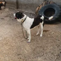 سگ گله نگهبان|سگ|مشهد, اروند|دیوار
