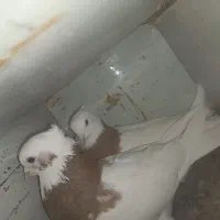 جفت طوقی پرتقالی