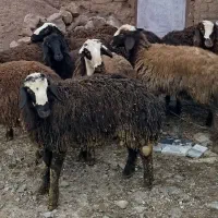 بره نر پرواری اصیل