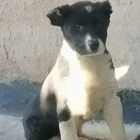 توله قدرجونی