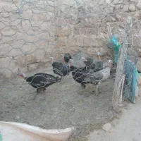 هشت تا بوقلمون ماده دو تا نر سالم تخم گذار
