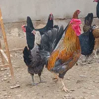 فروش تخم نطفه دار مرغ عربی|حیوانات مزرعه|اهواز, کیان اباد|دیوار