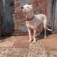 واگذاری داگو ماده