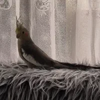 عروس هلندی نر
