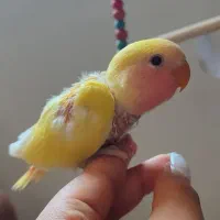 کوتوله برزیلی