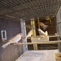 قناری گلاستر موزاییکی اوپال فائو|پرنده|تهران, هفت حوض|دیوار