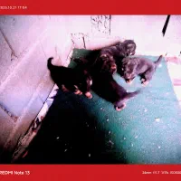 شپرز اصیل توله|سگ|کرمانشاه, |دیوار