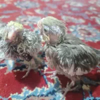 جوجه عروس
