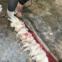 مرغ خروس قربانی سیاه سفید مشکی ارسال سراسر تهران|حیوانات مزرعه|تهران, ستارخان|دیوار