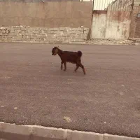 بیگ بز بره|حیوانات مزرعه|دزفول, |دیوار