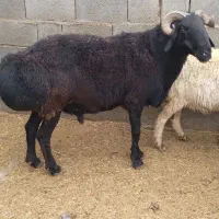 یک راس قوچ جوان درجه یک ۴۵۰۰۰۰۰۰