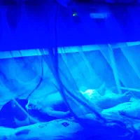 دستگاه نوزادان