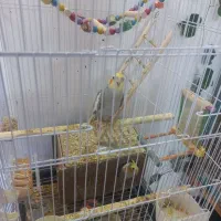 فروش عروس هلندی