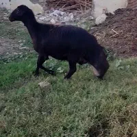 میش های قره قزل عتیقه آبستن و بره دار|حیوانات مزرعه|تهران, مخصوص|دیوار