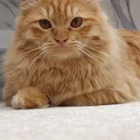 گربه پرشین برای جفت گیری
