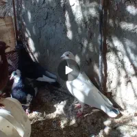 کبوتر فروشی