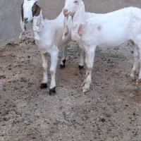 ۲راس بزغاله گلابی ماده. موقعیت بردسکن