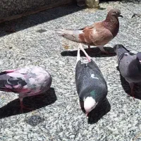 نروماده