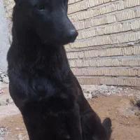 ژرمن مالینویز