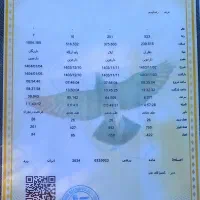 فروشی|پرنده|خرمشهر, |دیوار