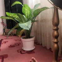 گل دیفن|گل و گیاه طبیعی|قم, ولیعصر|دیوار