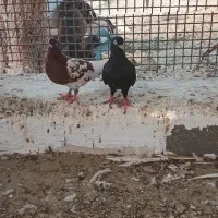 کبوتر زاغ گره