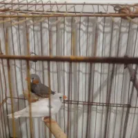 فروش جفت فنچ|پرنده|شیراز, درکی|دیوار