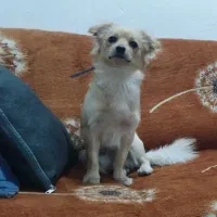 سگ خانگی